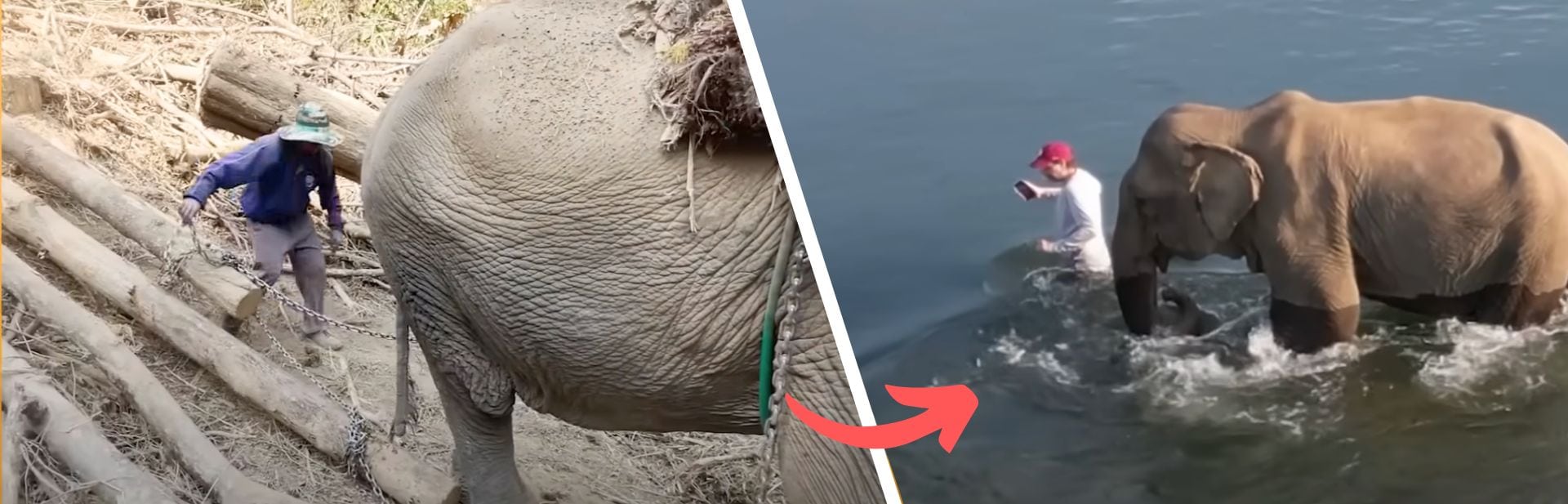 Donation Floods to Buy 49-year-old Elephant’s Freedom featured image