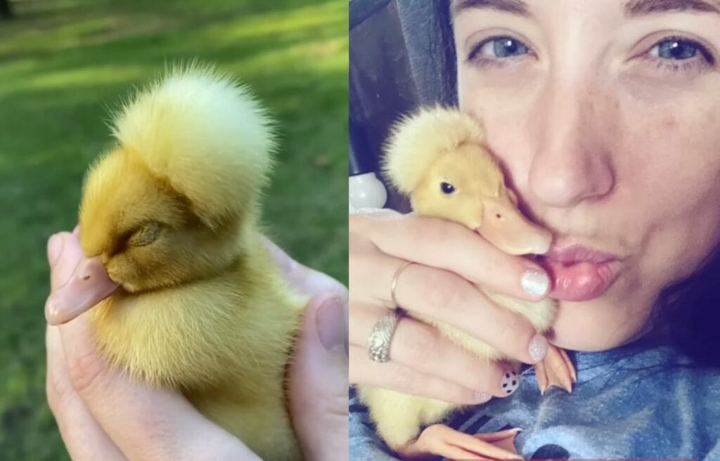 Side by side image of Sunny 