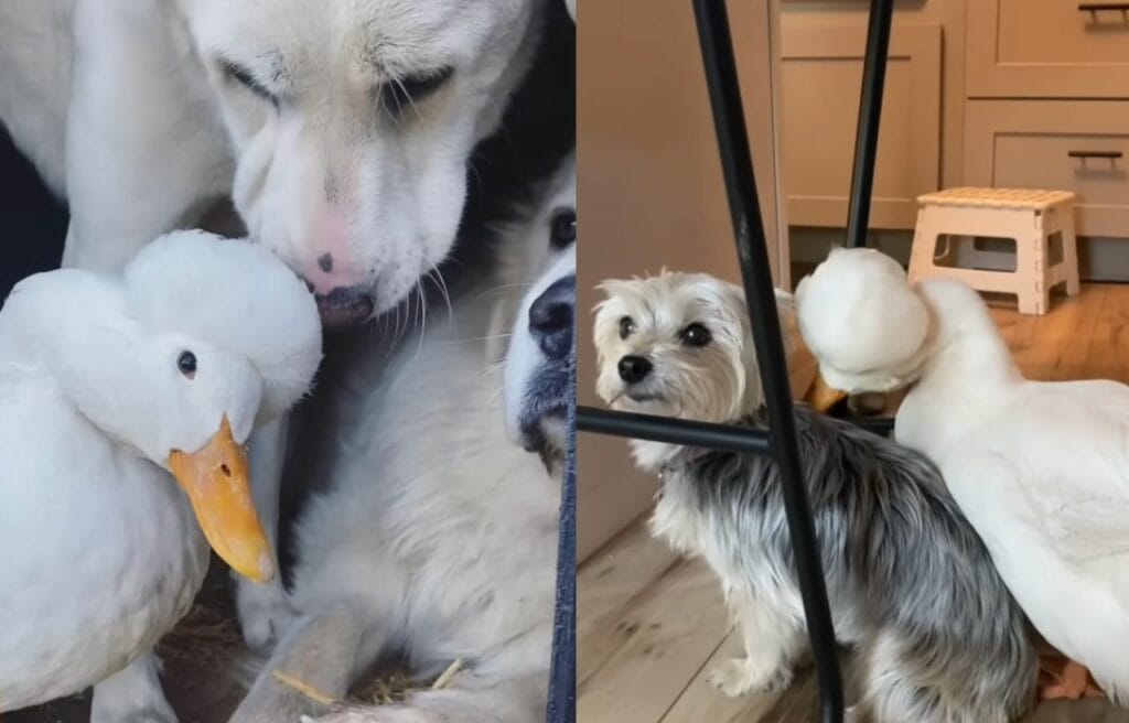 Sunny with Sarah's other pets