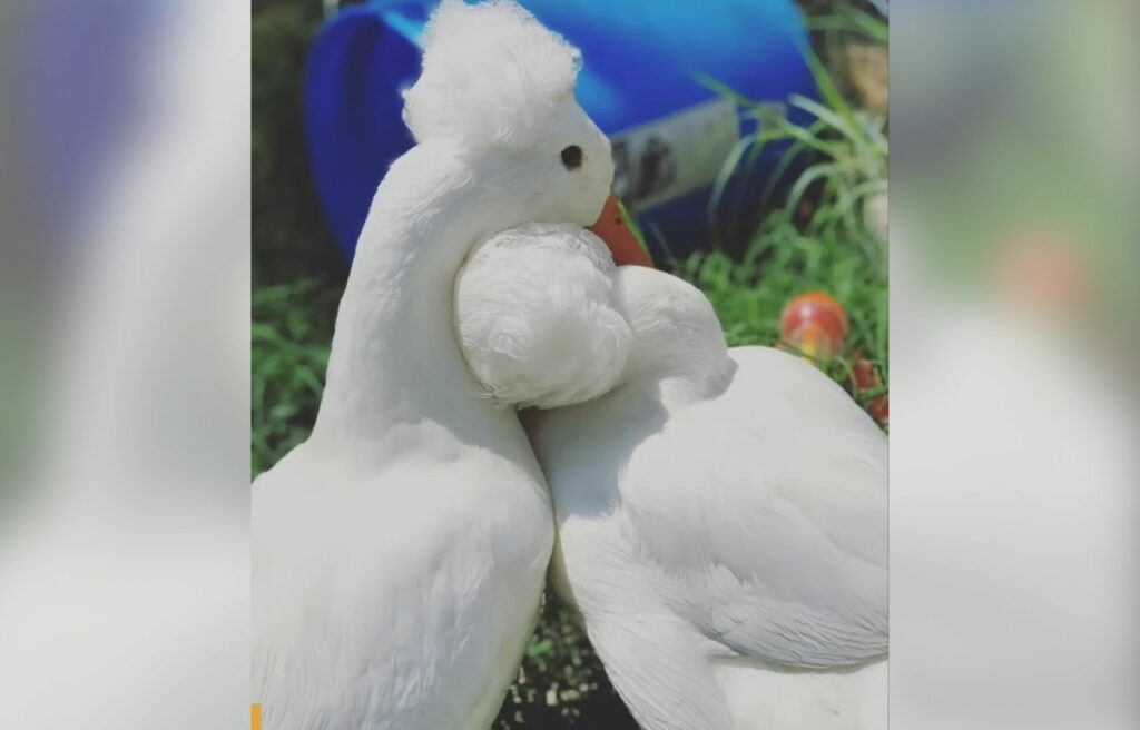 Sunny with a another duck like him