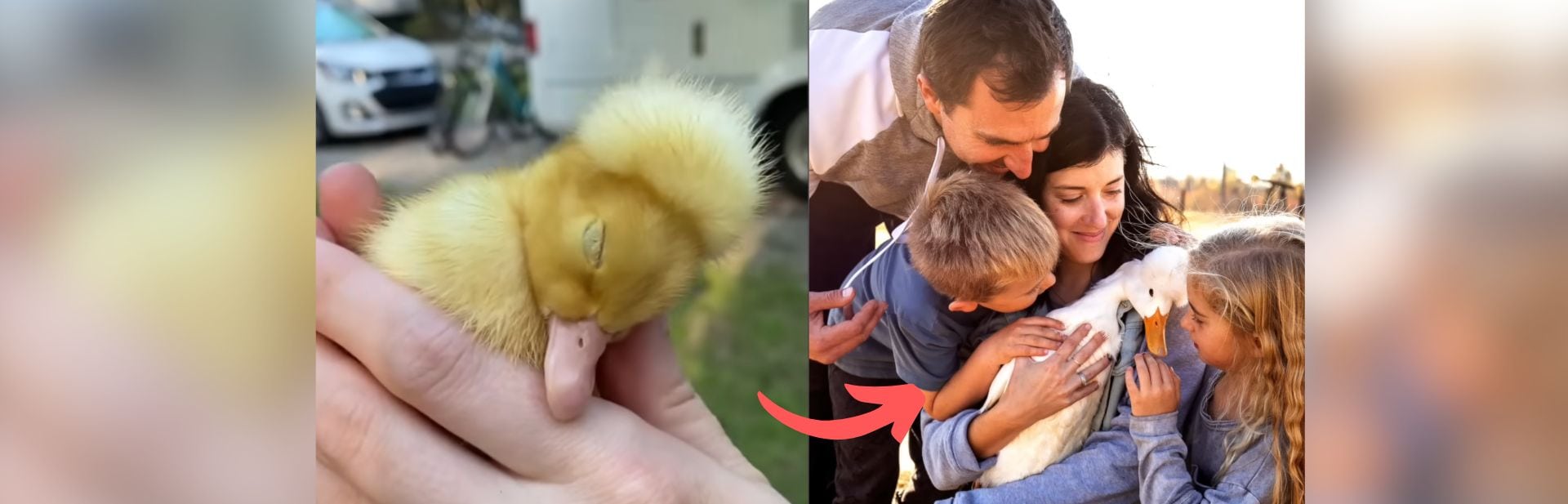 This Duck's Puffy Head Made Him Unwanted Until One Woman Saw His Beauty featured image