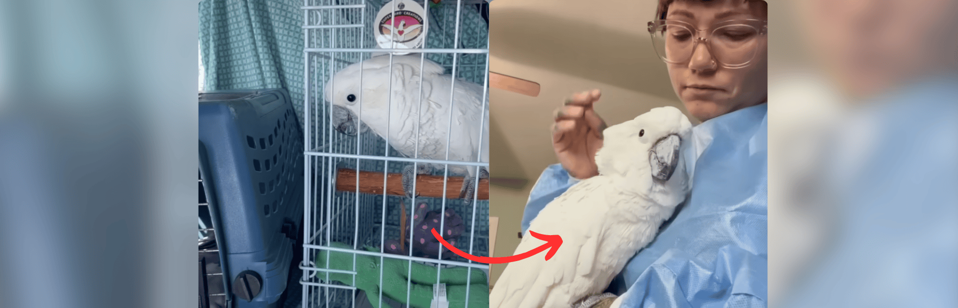 Elderly Cockatoo Finds Happiness and His Voice Again featured image