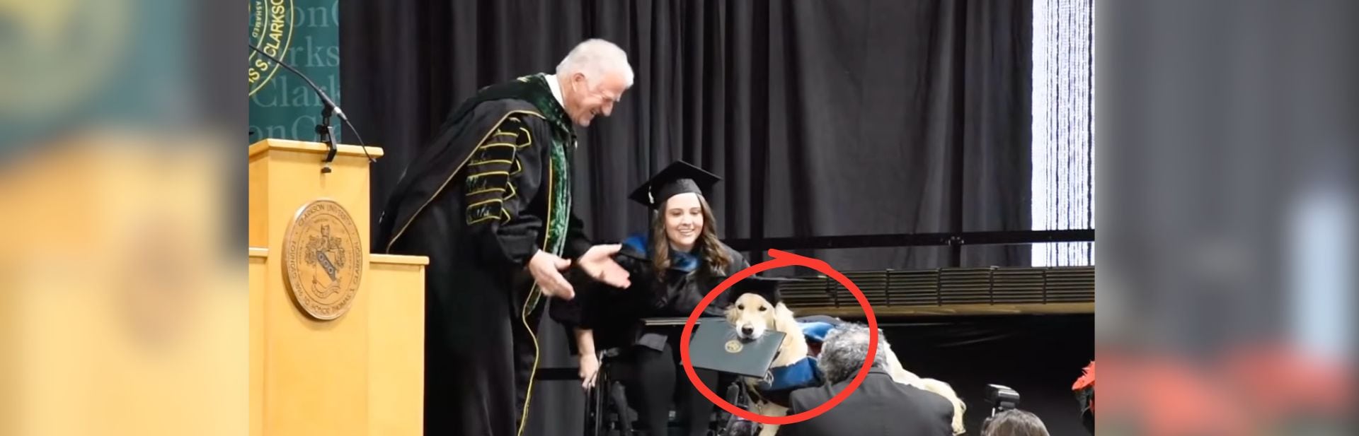 Service Golden Retriever Gets Honorary Diploma Alongside His Owner featured image