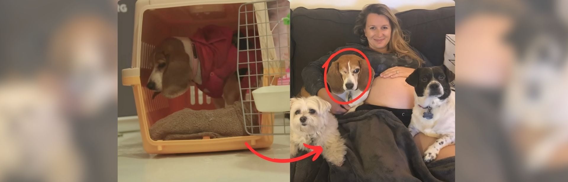 Once a Lab Test Subject, This Beagle Embraces a Joyful New Life featured image