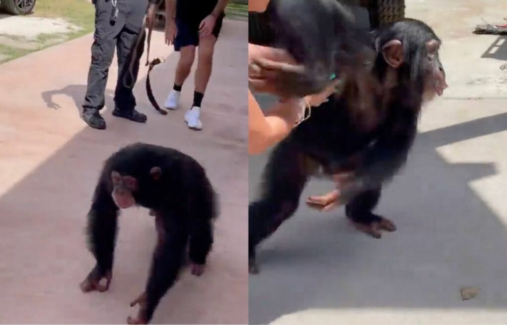 Limbani running towards his caretakers