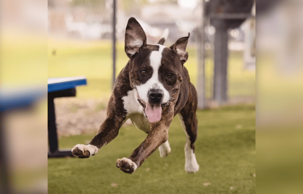 Nicholas running happily