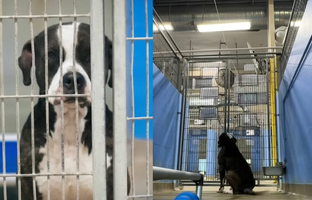 Nicholas waiting to be adopted