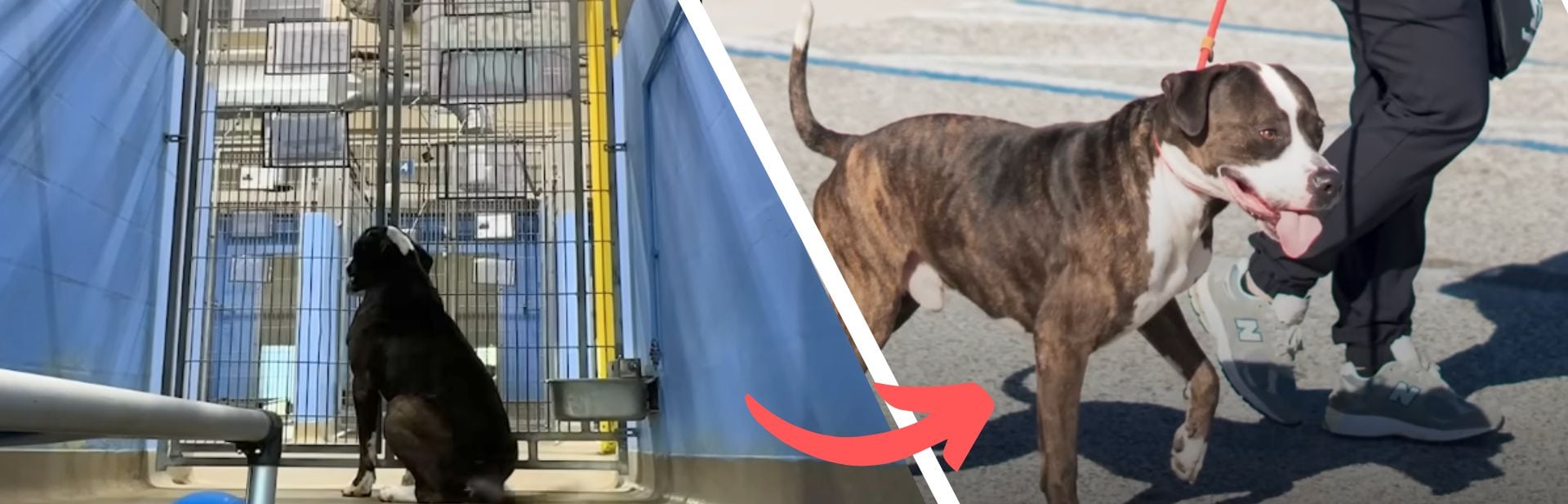 Shelter's Longtime Dog Resident Experiences an Extraordinary Adoption Journey featured image