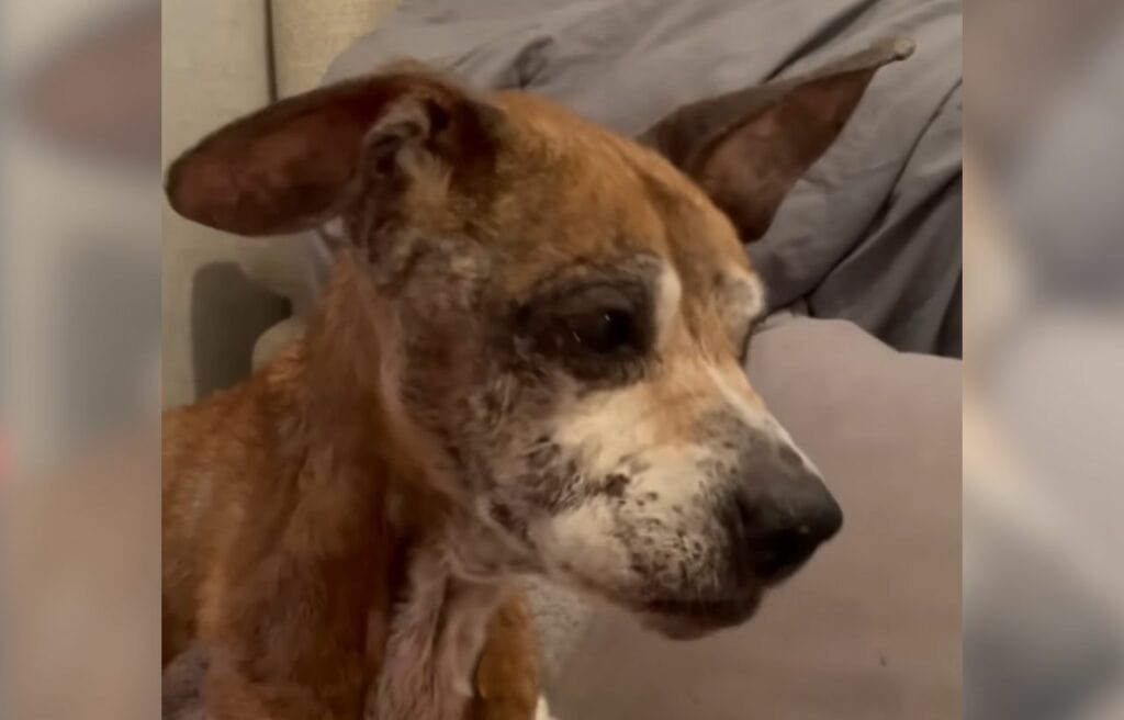 MIla during in a bad condition