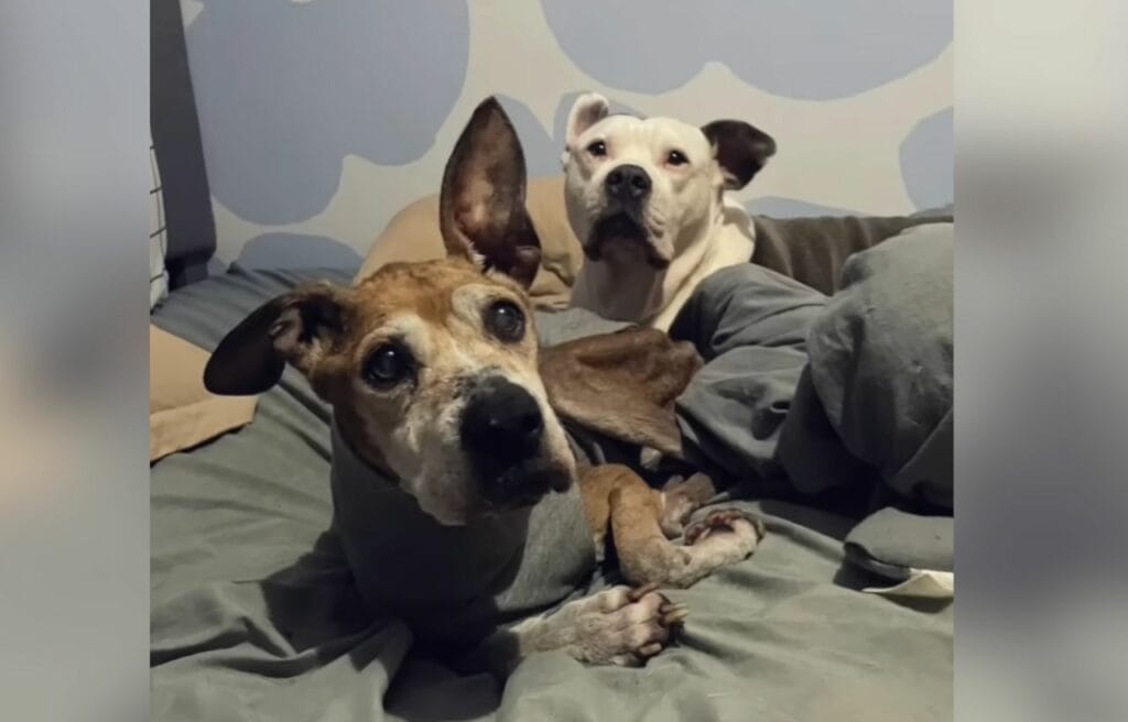 Mila with TIffany's other pets