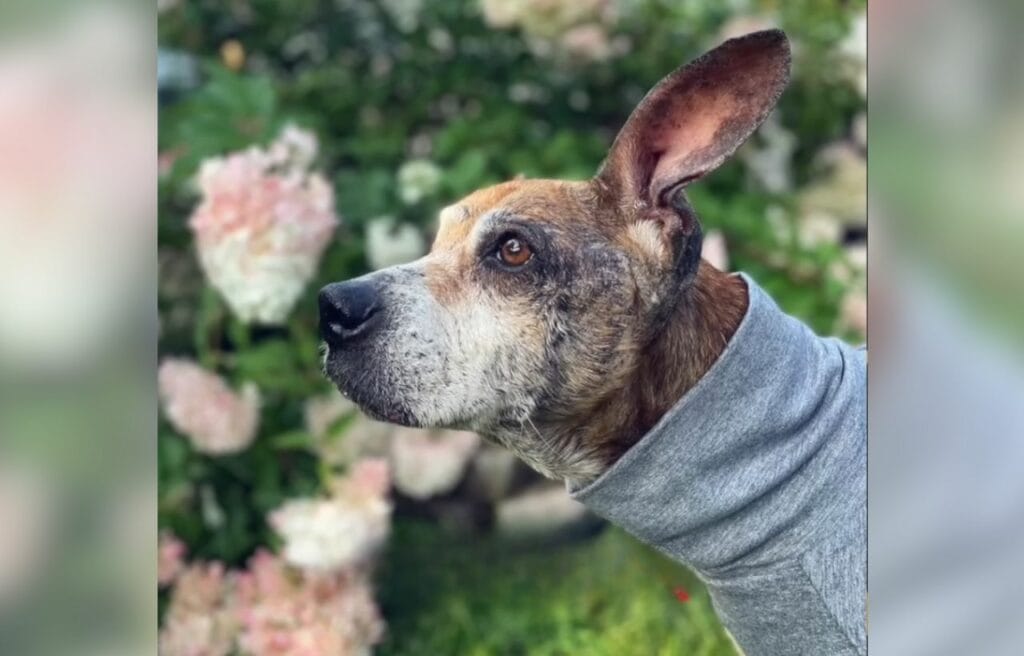 Mila wearing a sweater