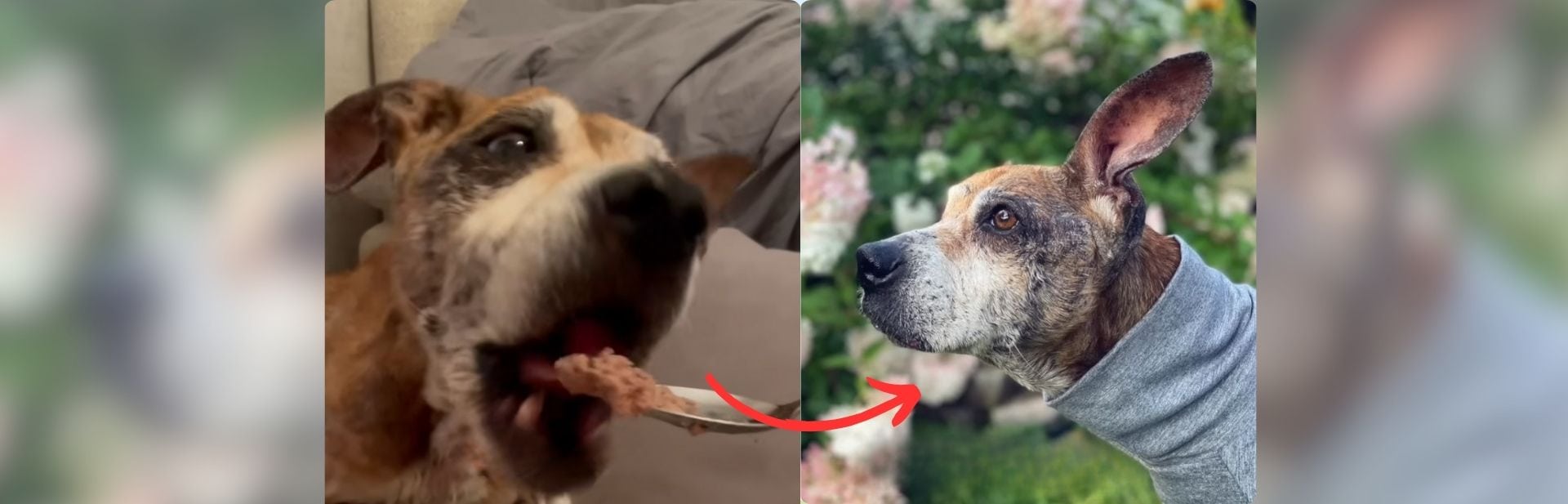 This Loyal Dog Waited for Her Owner, Who Never Came, But Her Story Has a Silver Lining featured image