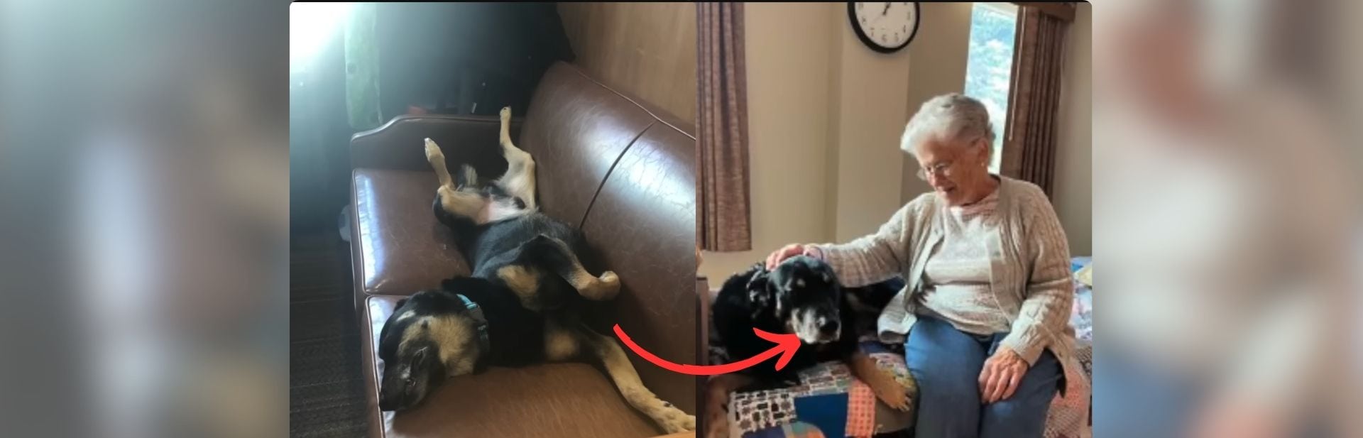 A Loyal Dog Finds His Forever Home in a Nursing Home featured image