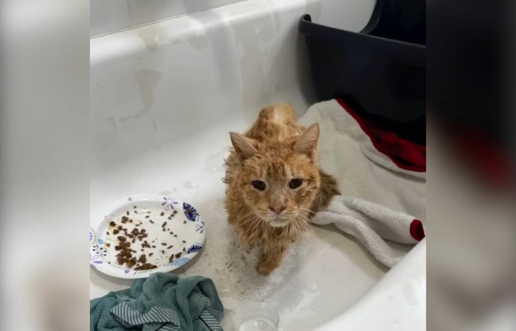 Otto being fed and cleaned