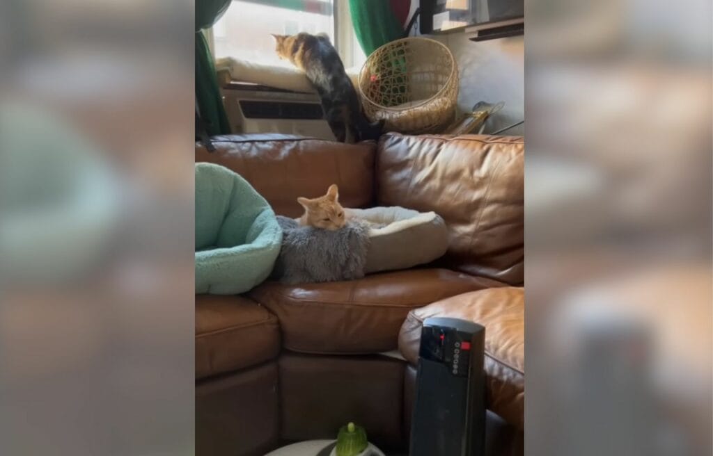 Otto's favorite place in the apartment