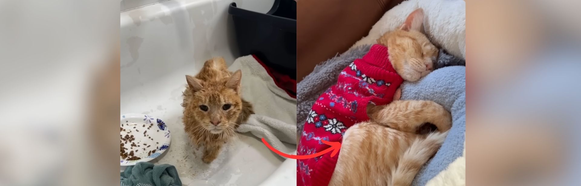 Rescued Senior Cat Finds Love and New Beginnings in Bronx Apartment featured image
