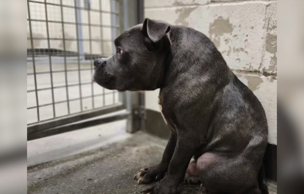 side image of qwerty showing his medical condition