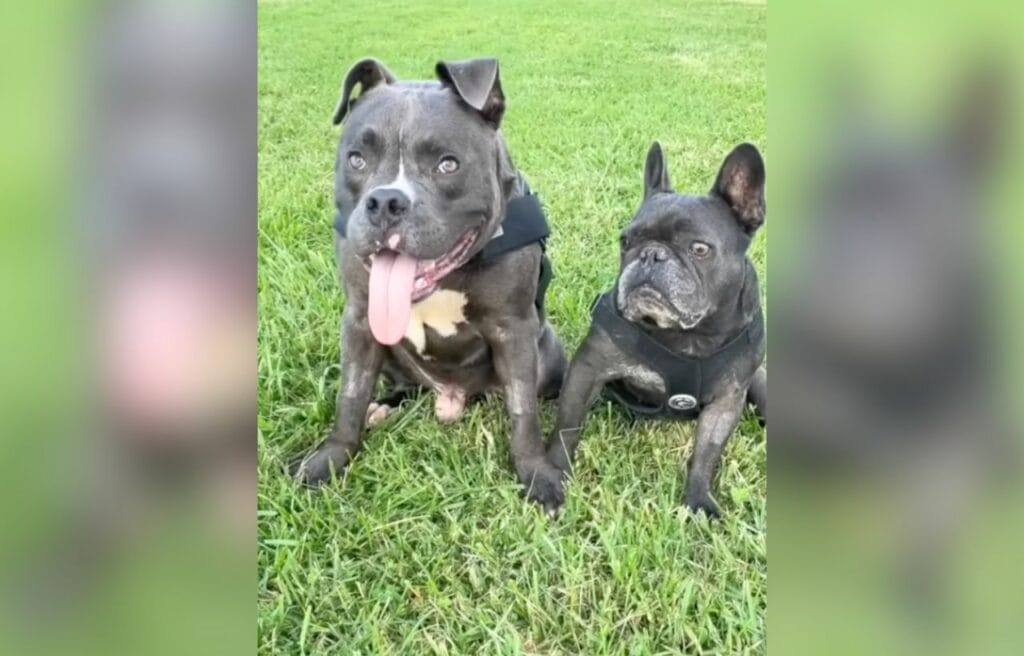 Qwerty with another dog