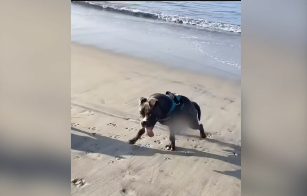 Qwerty enjoying the beach