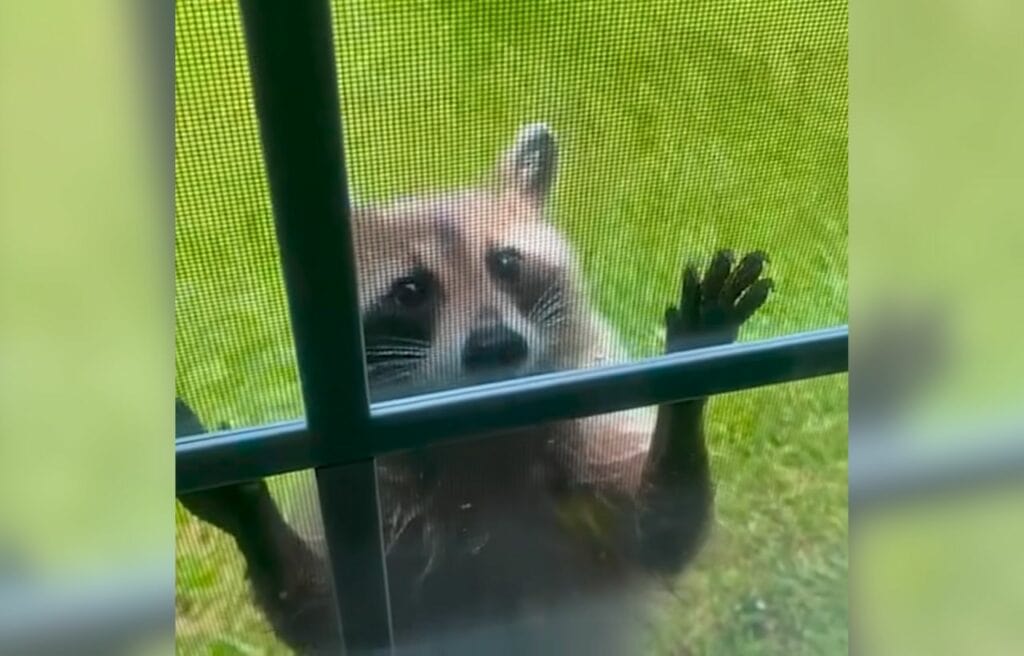 Roxy knocking on the door