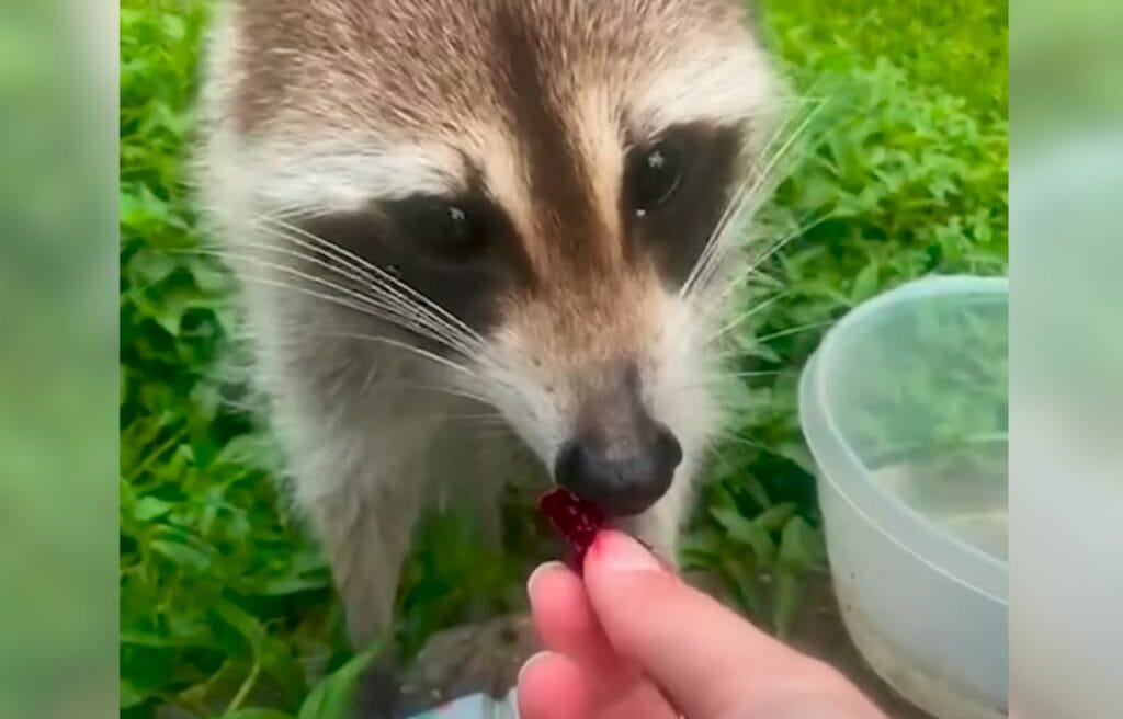 Brittany feeding Roxy