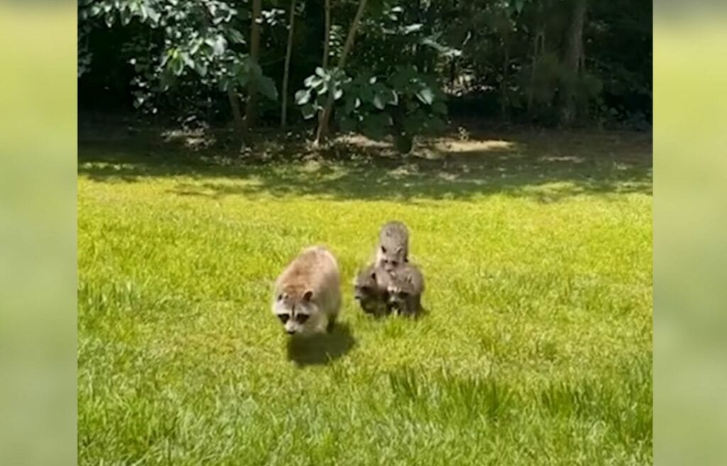 Roxy bringing her babies