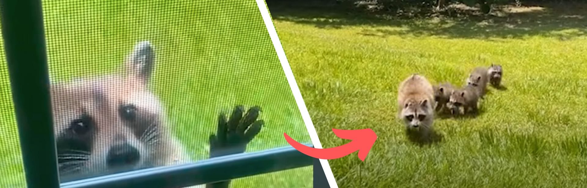 This Raccoon Has a Surprise for Her Favorite Human Every Year featured image