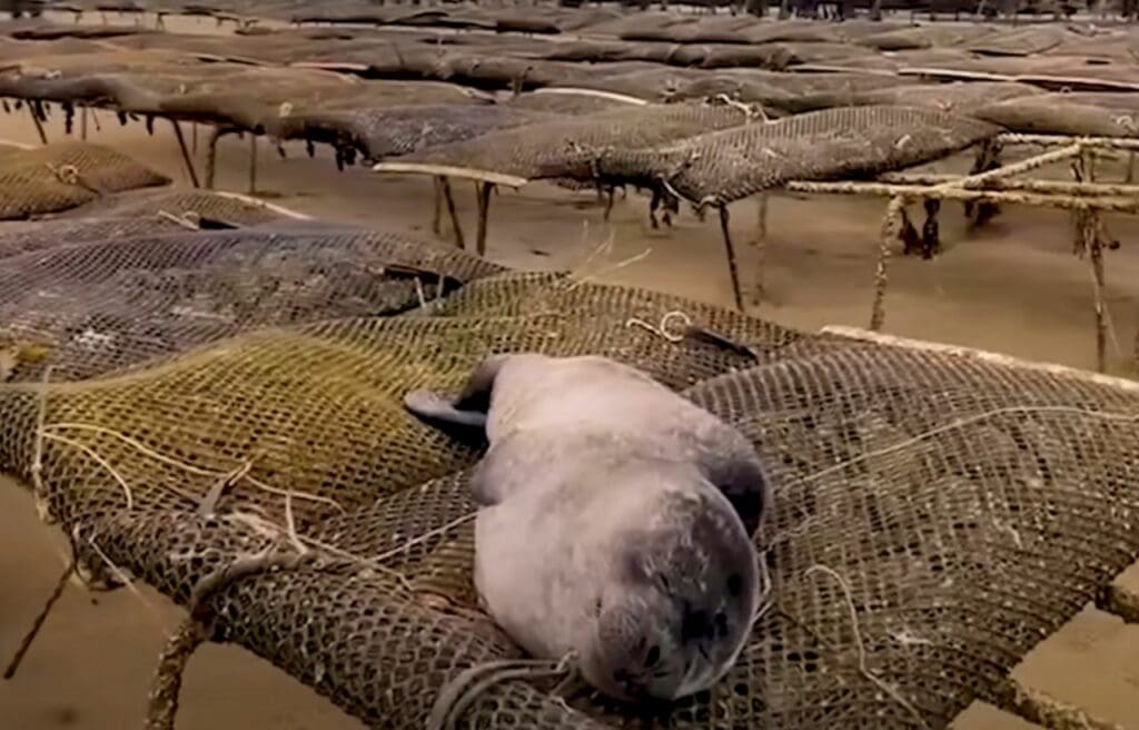 Ili Pika trapped in an oyster farn