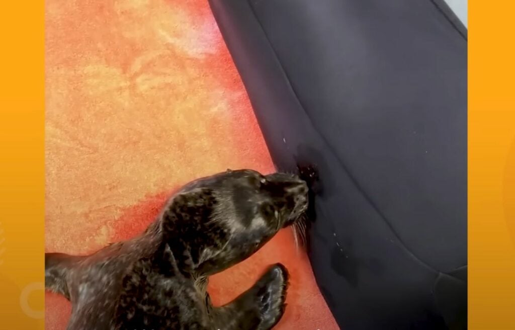 Ili pika drinking from wetsuit mom