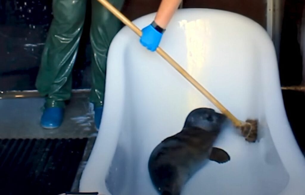 Ili Pika in her bathtub 