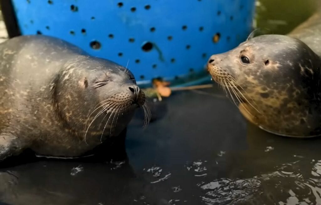 Ili Pika with other seal