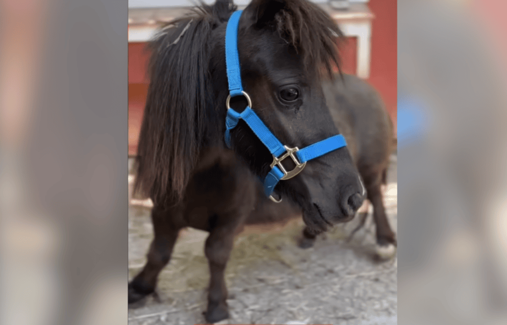 image of Jean Ralphio