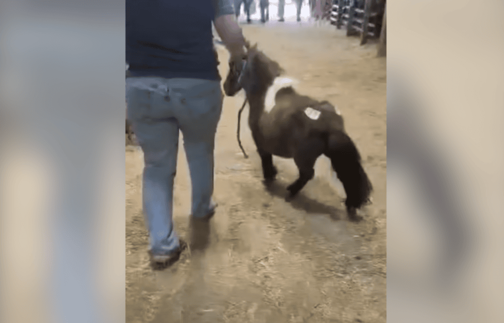 Jean Ralphio going to be auctioned