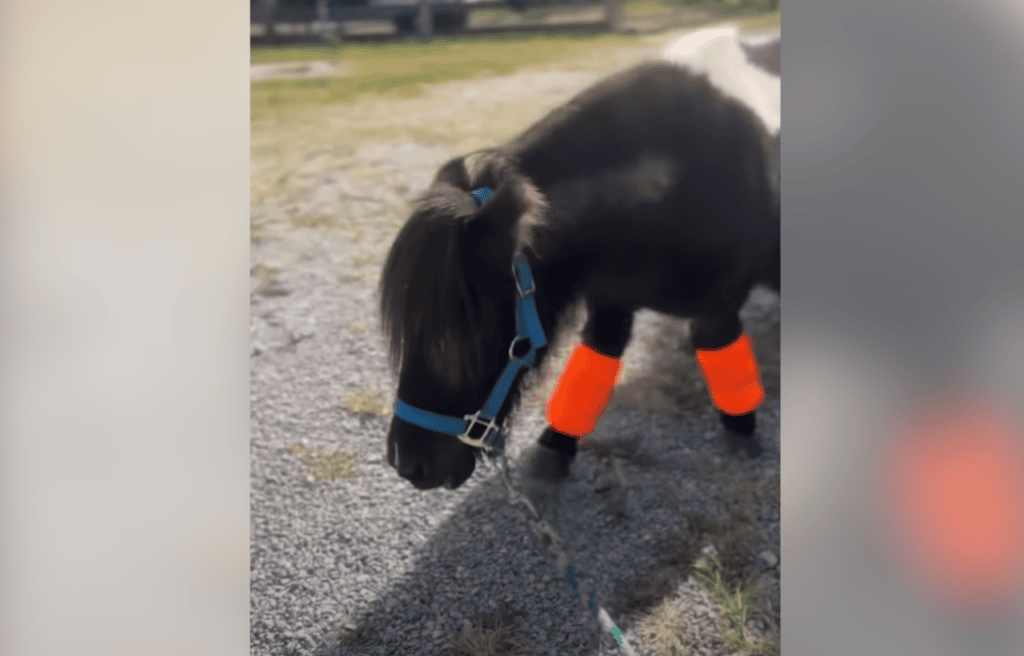 Jean Ralphio wearing leg brace