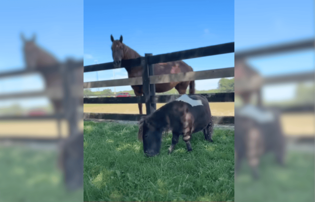 Jean Ralphio eating grass