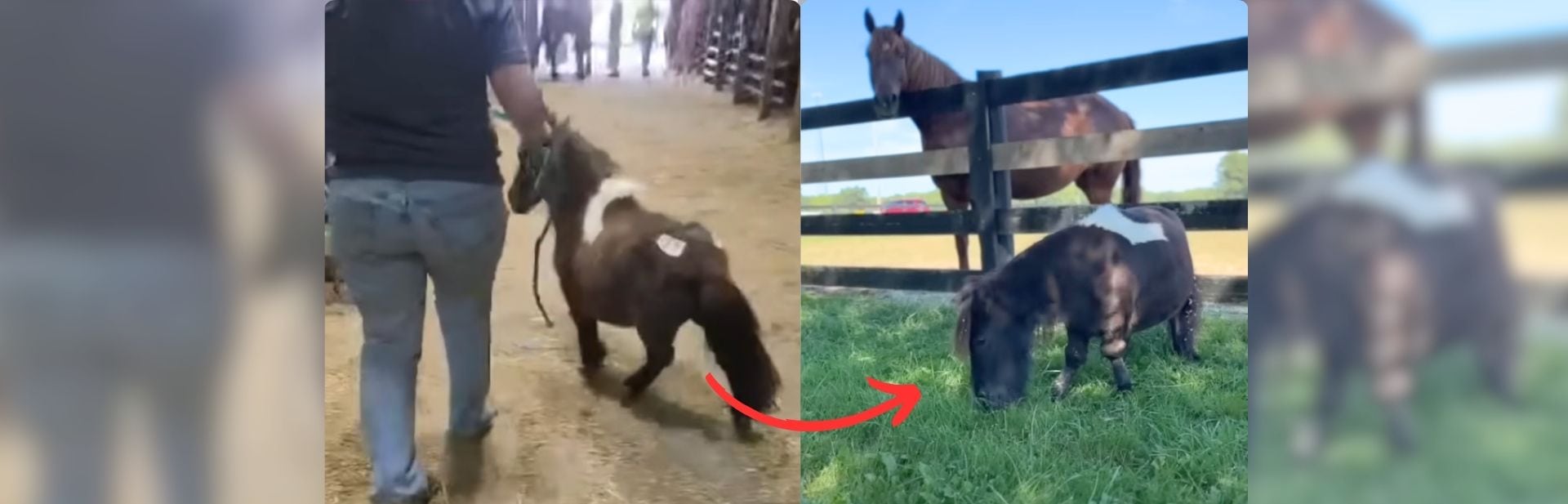 Tiny Horse Overcomes Big Odds to Find Joy in a Pasture Full of Friends -featured image