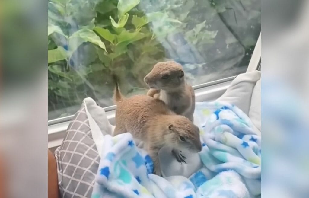 Pablo and Pedro when they were young