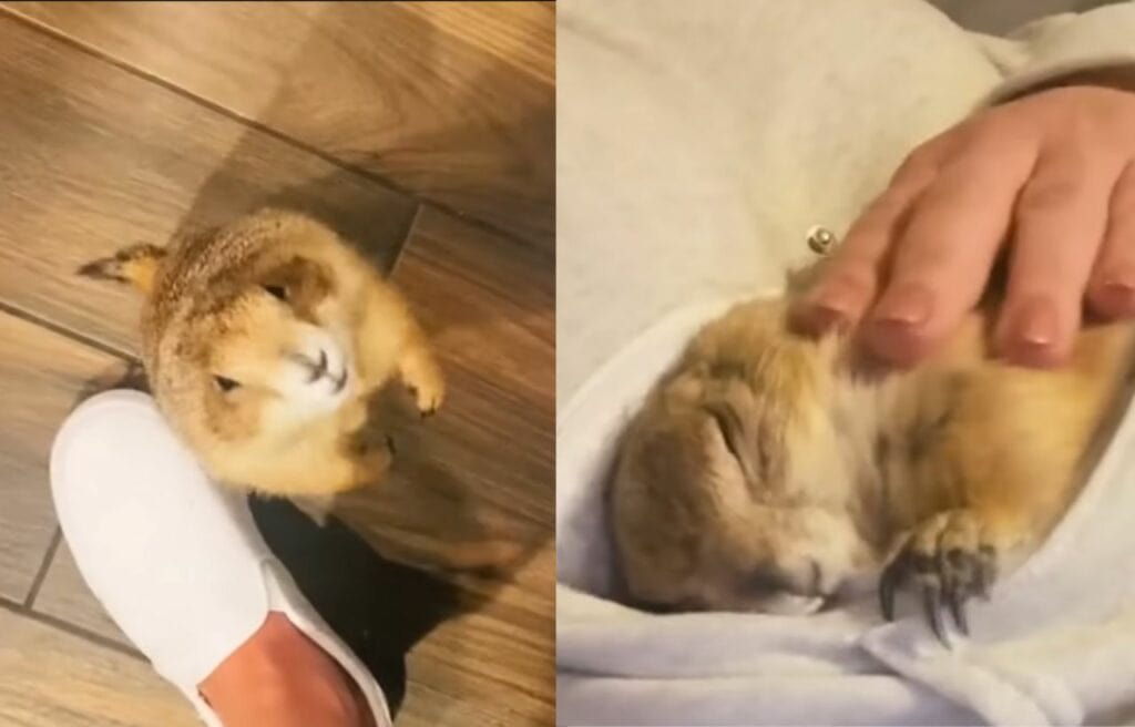 Cuddle time of Pablo and Pedro