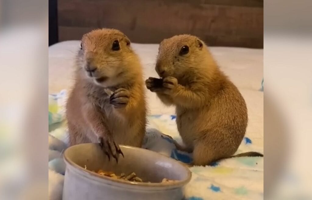 Pablo and Pedro eating