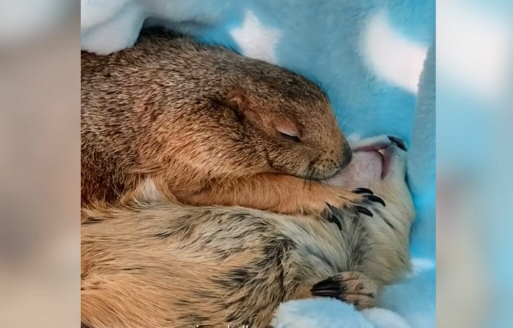 Pablo and Pedro sleeping
