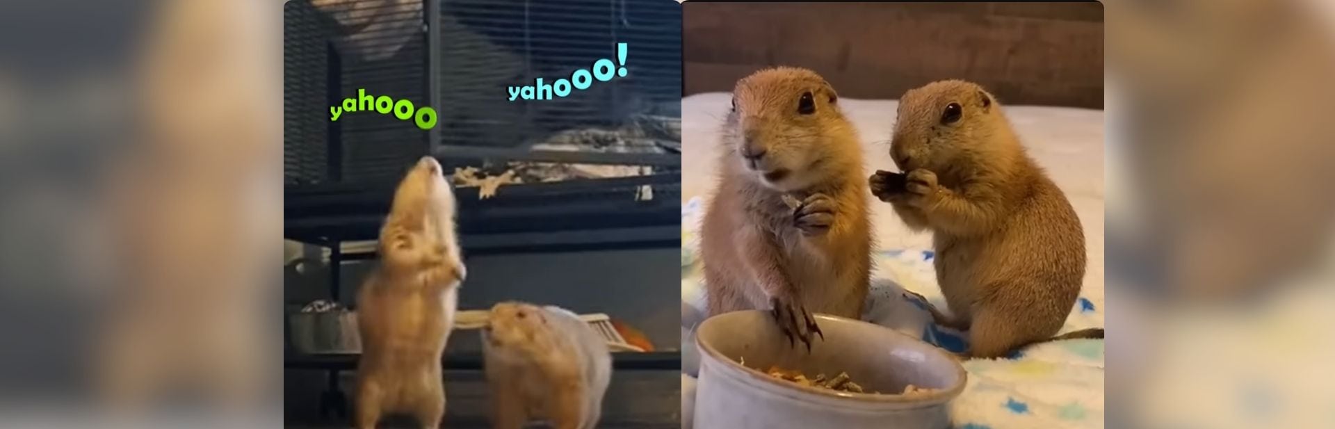 These Prairie Dogs Have the Cutest “Yahoo” Wake-Up Call featured image